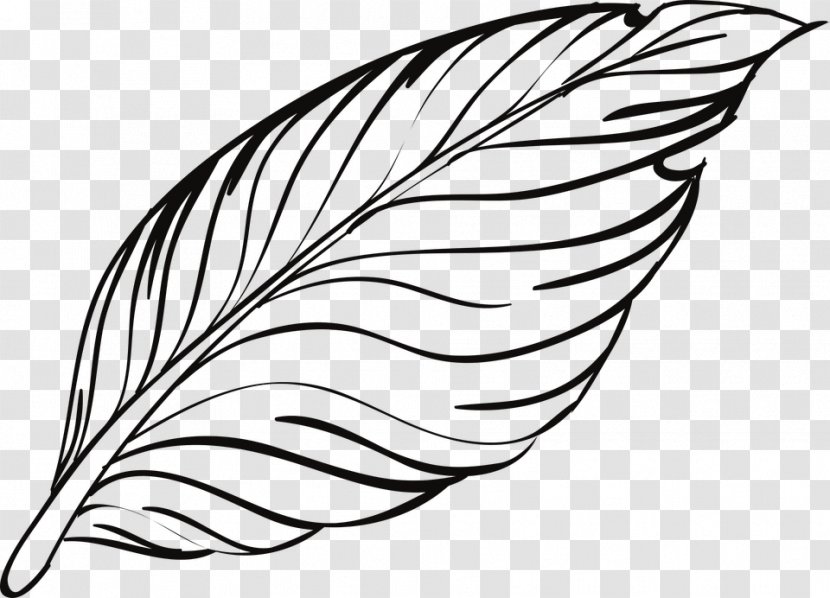 Bird Feather - Drawing Transparent PNG