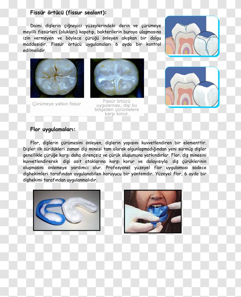 Nose Brochure Transparent PNG