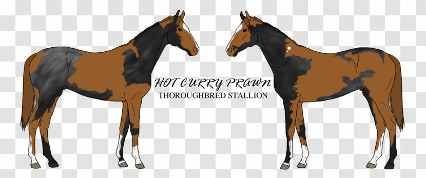 Mustang Holsteiner Foal American Quarter Horse Stock Photography Transparent PNG