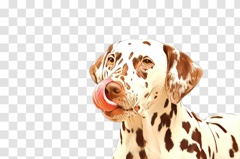 Dog Dalmatian Sporting Group Non-sporting Group Snout Transparent PNG