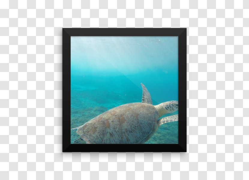 Marine Biology Mammal Fauna Fish - Underwater Transparent PNG