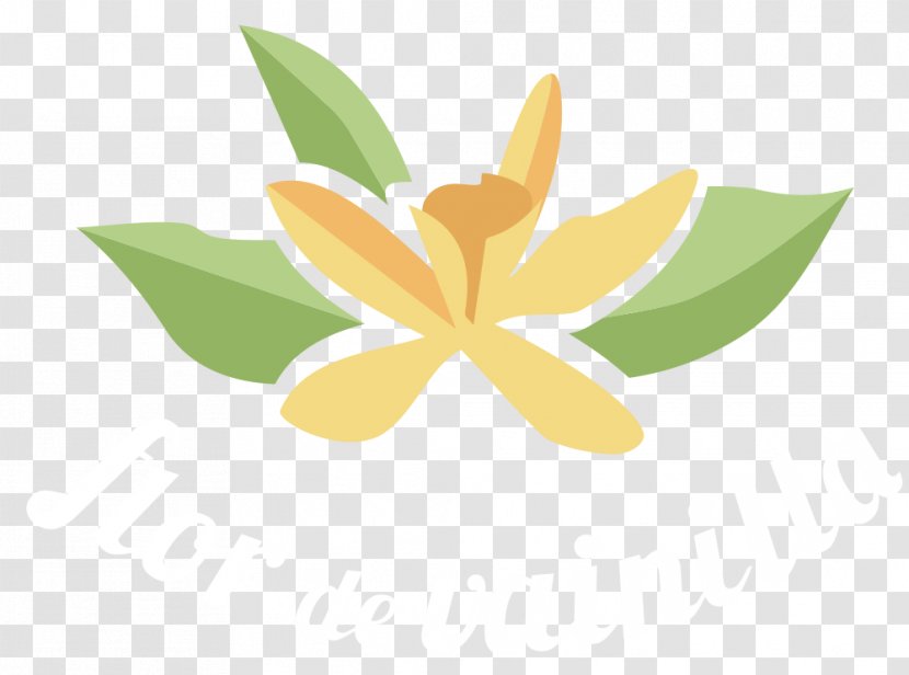 Flower Leaf Petal Desktop Wallpaper - Flor Transparent PNG