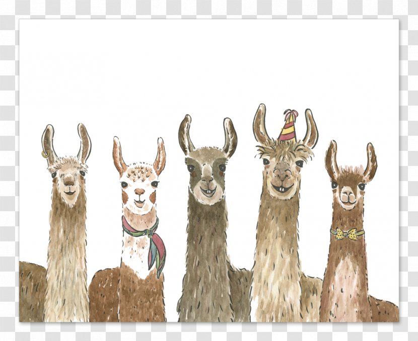 Llama Alpaca Wedding Invitation Greeting & Note Cards Birthday Transparent PNG