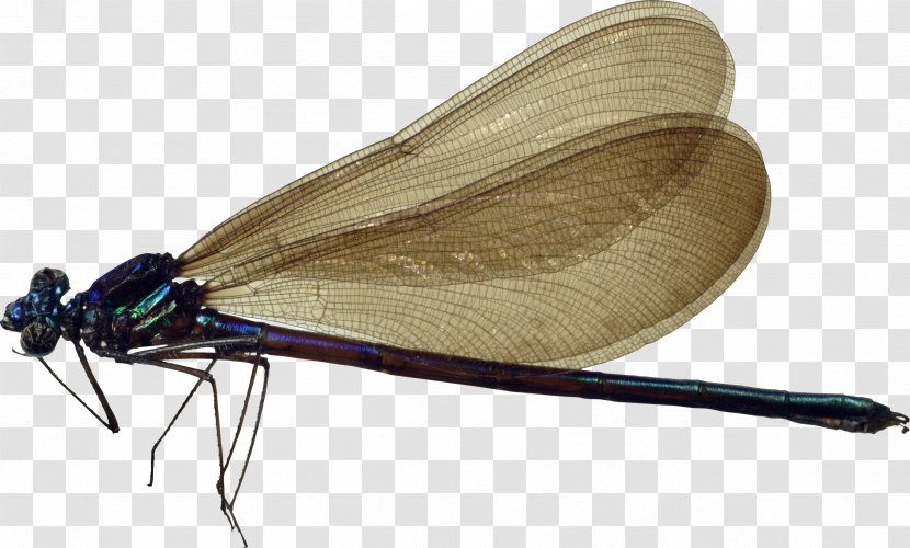 Dragonfly Insect Clip Art - Photography Transparent PNG
