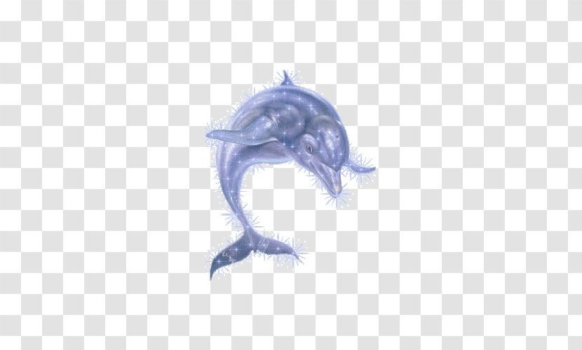 Oceanic Dolphin - Animal - Barbed Transparent PNG