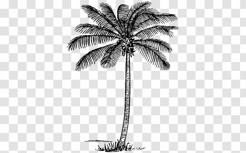 Arecaceae Tree Coconut Plant Clip Art - Date Palm - Realistic Almond Transparent PNG