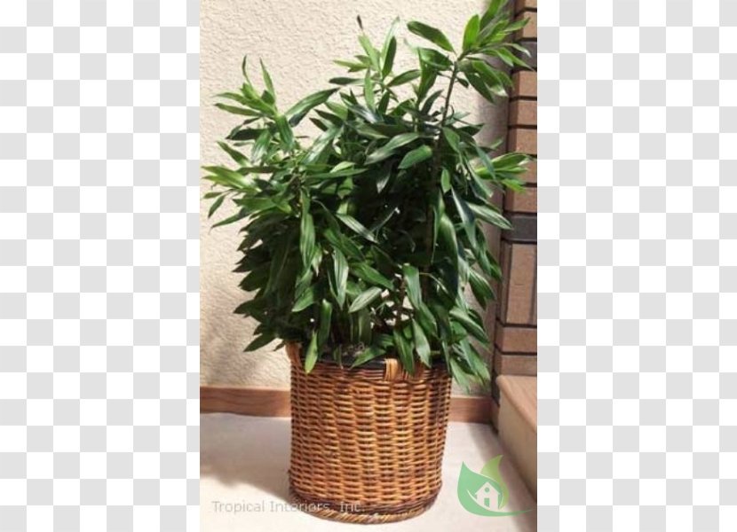 Houseplant Flowerpot Dracaena Reflexa Herb Transparent PNG