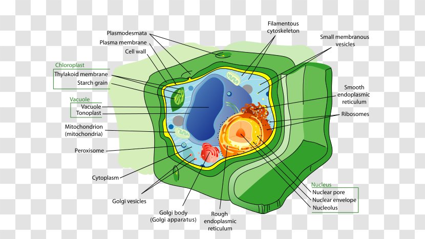 Cell Organelle Structure Plant Biology - Silhouette Transparent PNG