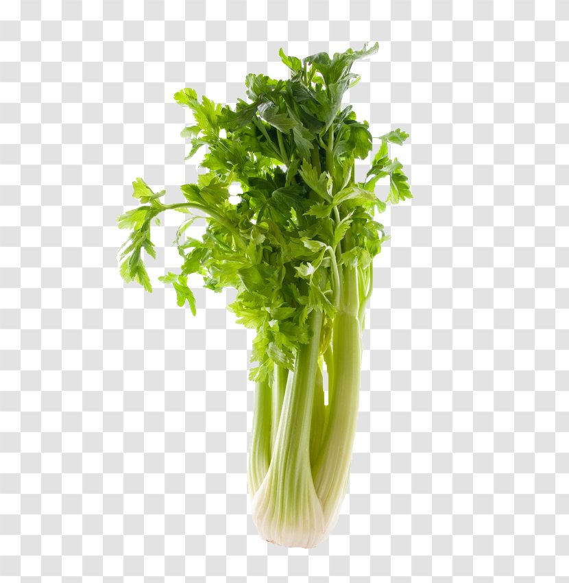 Celery Celeriac Corn Salad Vegetable Food - Herb - Coriander Transparent PNG