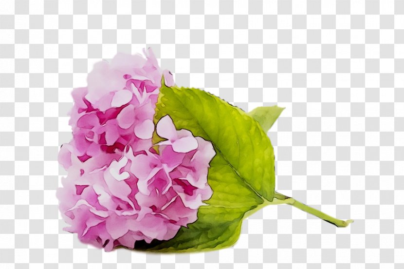 Hydrangea Cut Flowers Floral Design Artificial Flower - Peony Transparent PNG