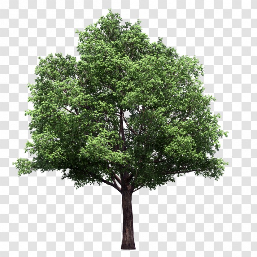 Tree Lindens Plant Transparent PNG
