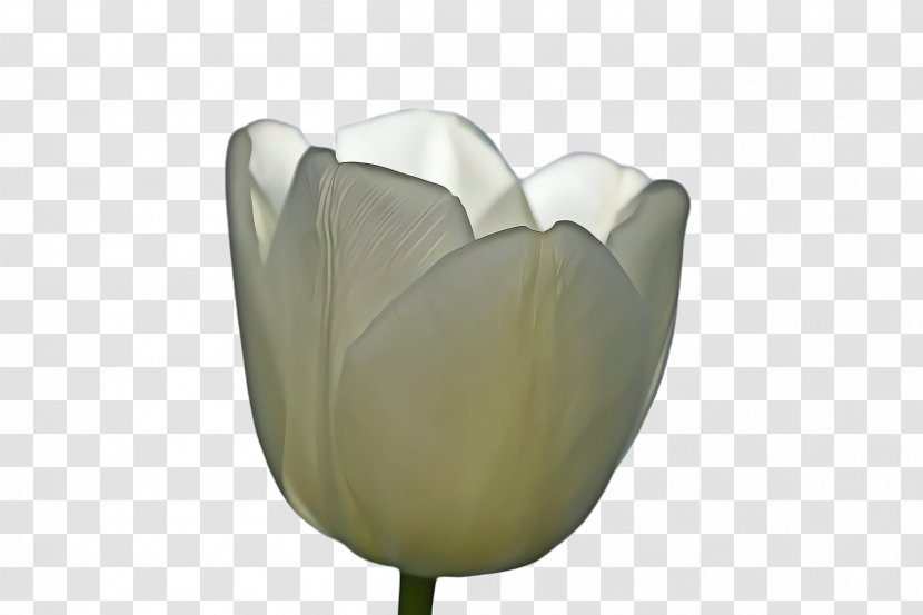 White Lily Flower - Flowering Plant Herbaceous Transparent PNG
