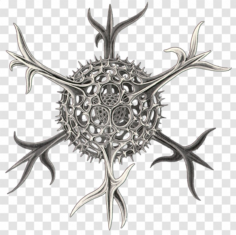 Art Forms In Nature Radiolaria Spumellaria Recapitulation Theory Biologist - Marine Organism Transparent PNG