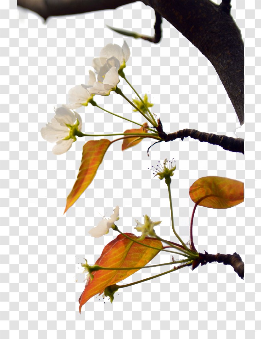 Asian Pear Leaf - Branch - Flowering Tree Transparent PNG