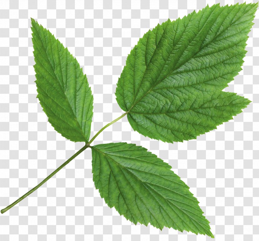 Nettles Herbalism Mint С самого утра Adrenal Gland - Nettle Family Transparent PNG