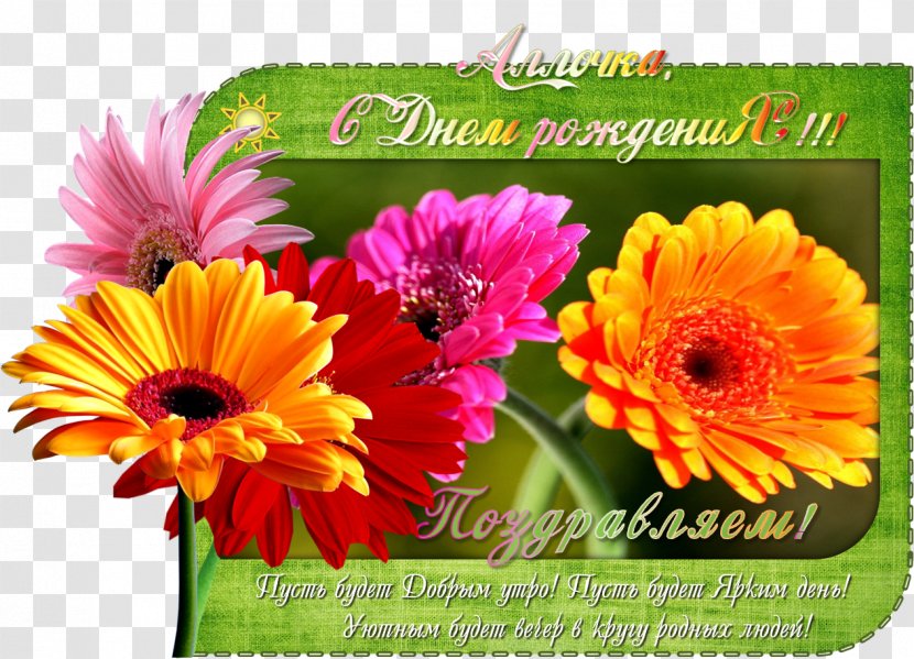 Transvaal Daisy Het Groot Complimentenboek Floral Design Chrysanthemum Cut Flowers Transparent PNG