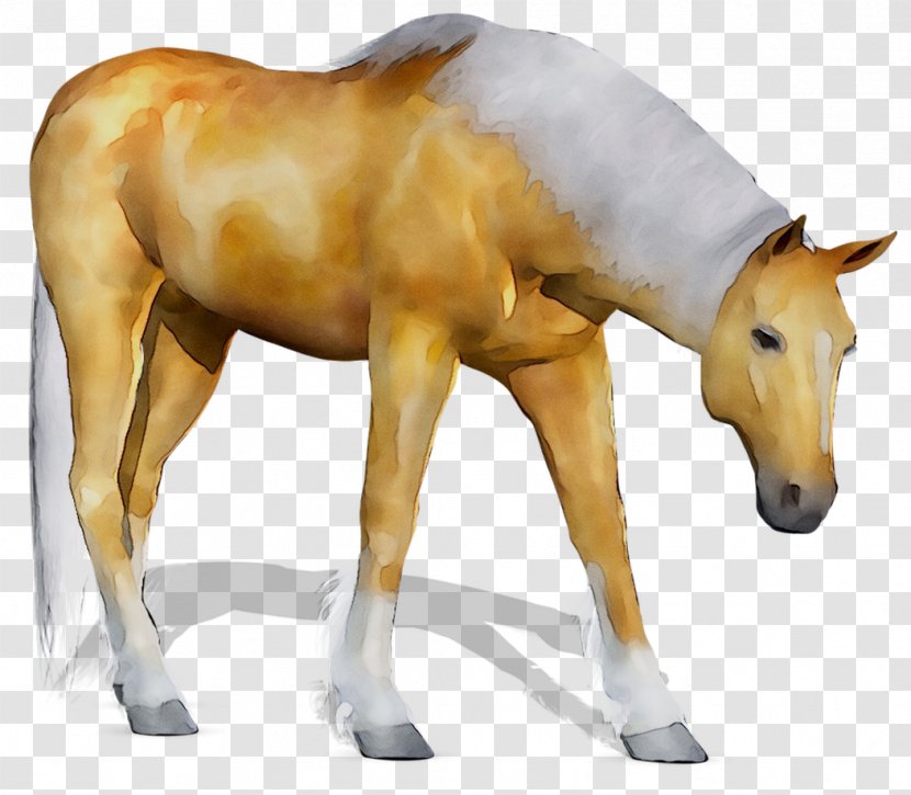 Mustang Mare Foal Stallion Halter - Vertebrate - Snout Transparent PNG