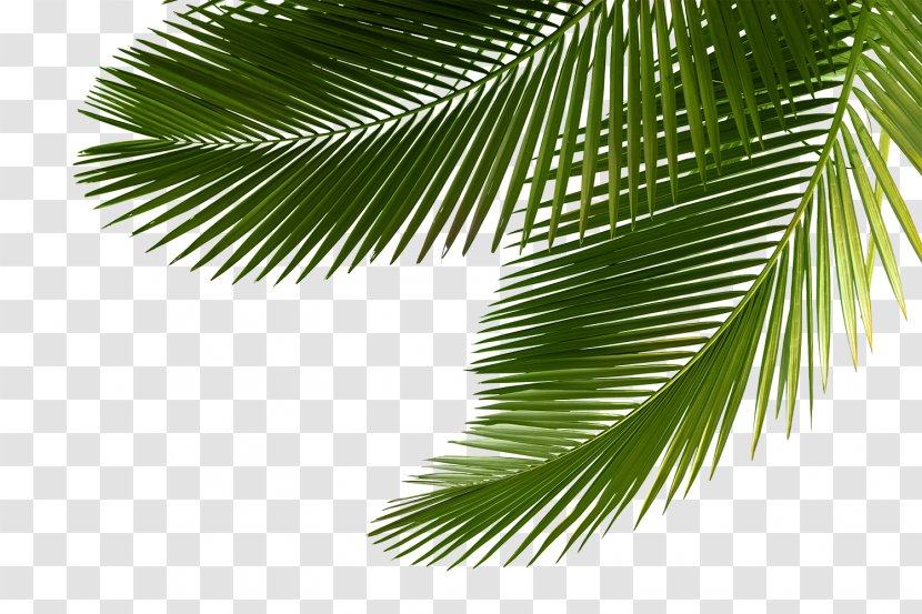 Arecaceae Asian Palmyra Palm Leaf Tree Sabal - Borassus Flabellifer Transparent PNG