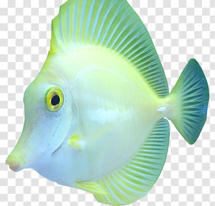 Marine Biology Coral Reef Fish - Fin Transparent PNG