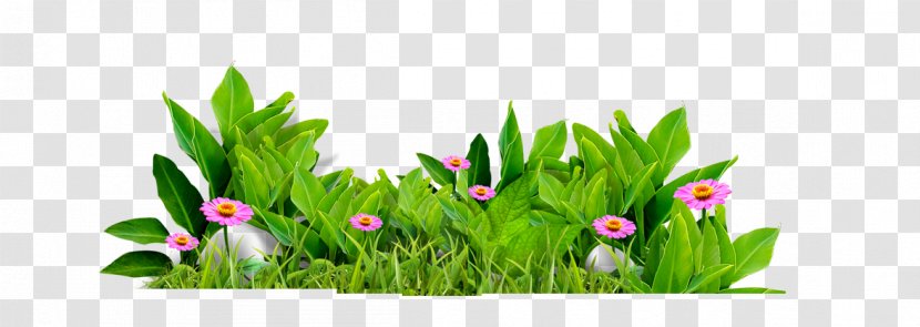 Flower Leaf Wallpaper - Information - Beautiful Delicate Flowers Fresh Grass Transparent PNG