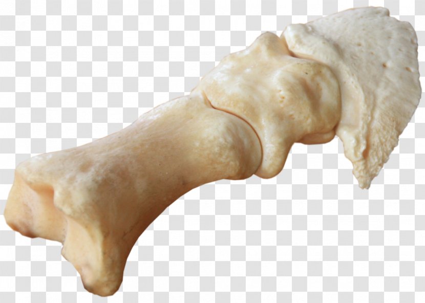 Horse Bone DeviantArt Bear - Legs Transparent PNG