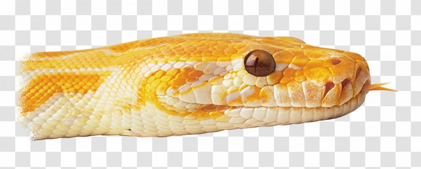 Snake Reptile Scale Corn On The Cob Cobra Transparent PNG