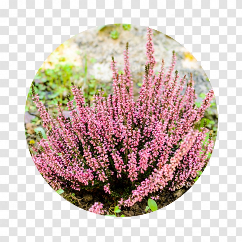 Garden Shrub Flower Plants Heath - Houseplant Transparent PNG