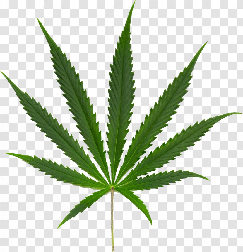 Kush Cannabis Sativa Ruderalis Leaf - Hemp Family Transparent PNG