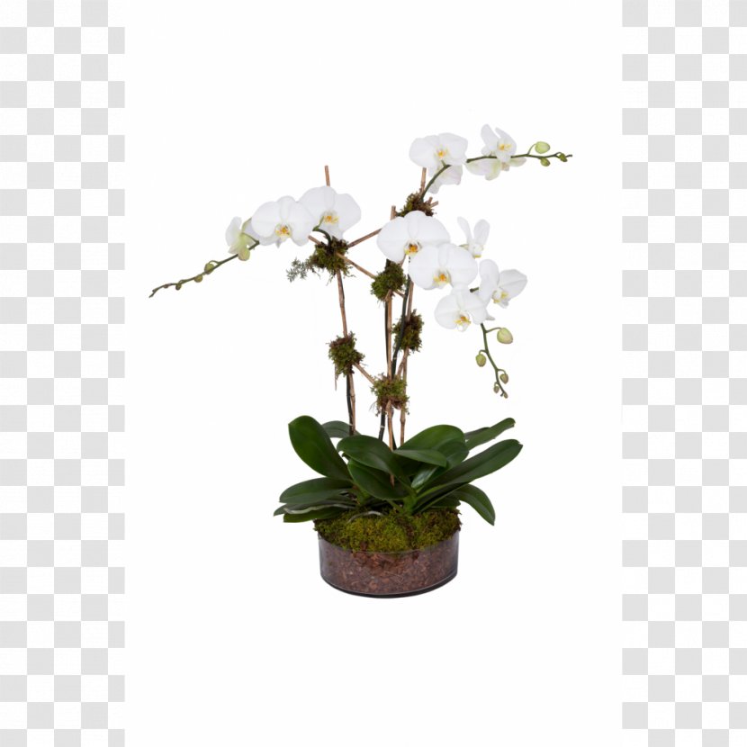 IKEA Orchids Houseplant Online Shopping - Plant Transparent PNG