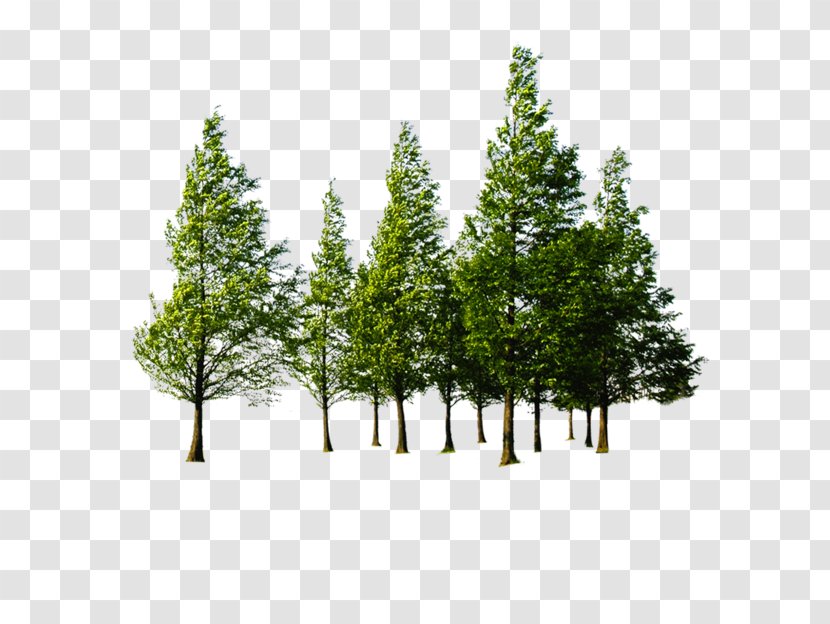 Family Tree Background - Cypress - Evergreen Transparent PNG