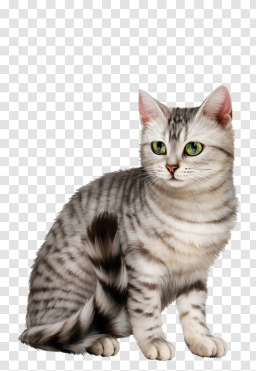 Dragon Li American Shorthair Wirehair Australian Mist European - Tabby Cat - Kitten Transparent PNG