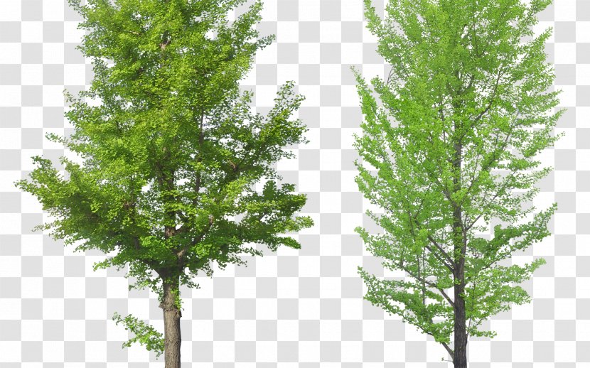 Tree Pine - Populus Nigra Transparent PNG