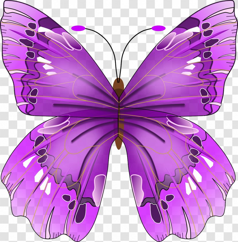 Insect Papilionoidea Clip Art - Arthropod - Butterfly Frame Transparent PNG