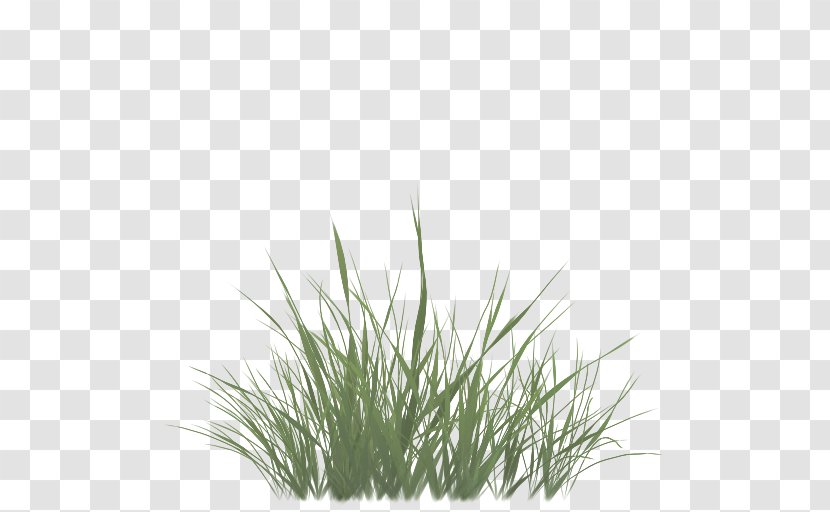 Sweet Grass Vetiver Commodity Wheatgrass Chrysopogon - Herb - Texture Alpha Transparent PNG