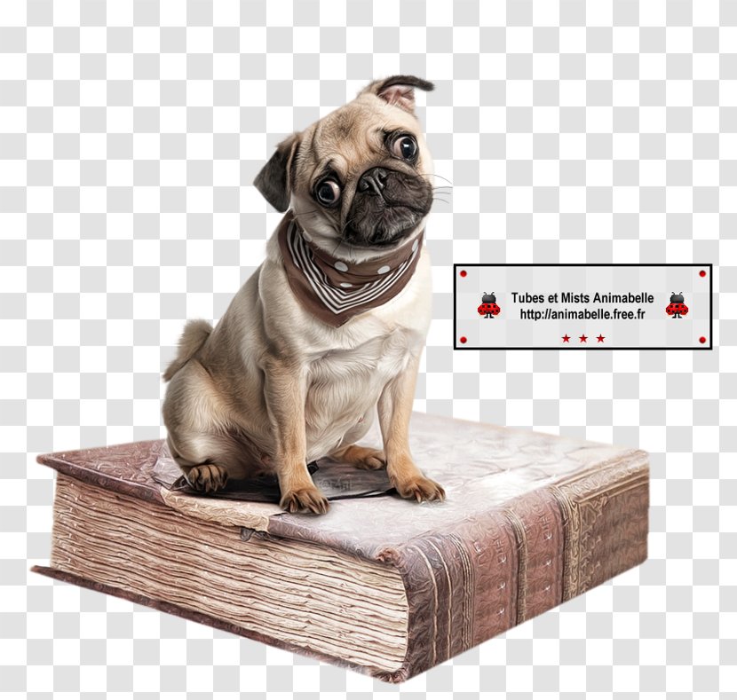 Pug Puppy Book Image Transparent PNG
