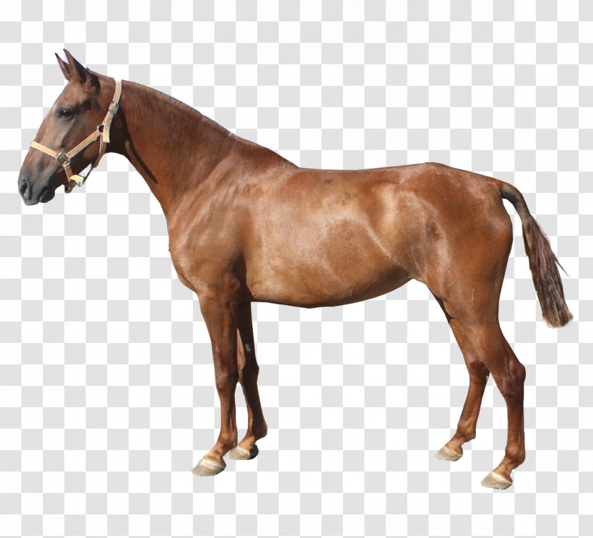 Mare Hanoverian Horse Mustang Stallion Transparent PNG