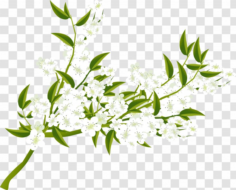 Flower Painting Art Clip - Pear - Spring Transparent PNG
