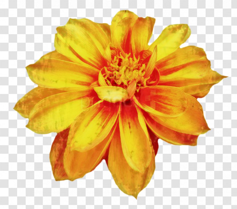 Clip Art Chrysanthemum Drawing Image Flower - Sunflower - Daisy Family Transparent PNG