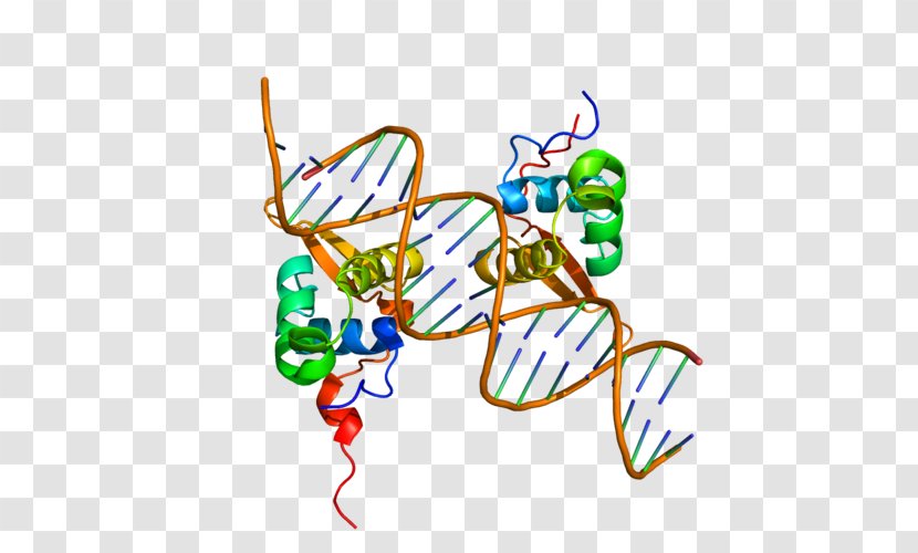 FOXM1 FOXP2 FOX Proteins Protein Structure - Watercolor - Tree Transparent PNG