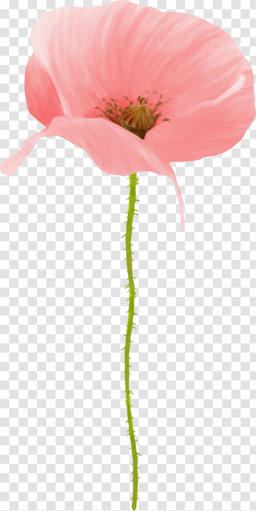 Papaver Orientale Flower Poppy Petal Drawing - Gazania Transparent PNG