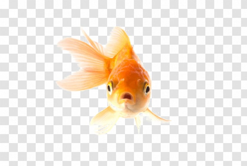 Common Goldfish Fantail Comet A Pet Aquarium - Fish Transparent PNG