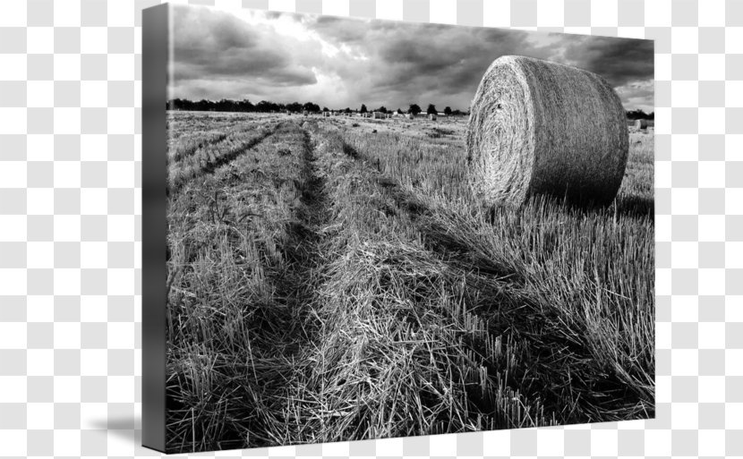 Hay Gallery Wrap Straw Canvas Photography - Black And White Transparent PNG