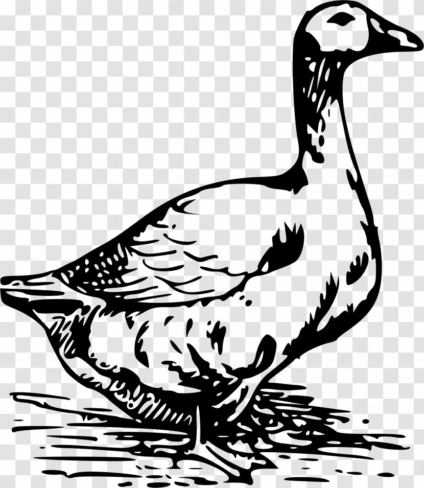 Duck Chicken Goose Egg Clip Art - Coloring Book - Beak Transparent PNG