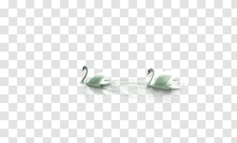 Duck Mute Swan Bird - Beak Transparent PNG