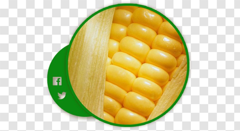 Corn On The Cob Maize Sweet Cereal Kernel - Ingredient Transparent PNG