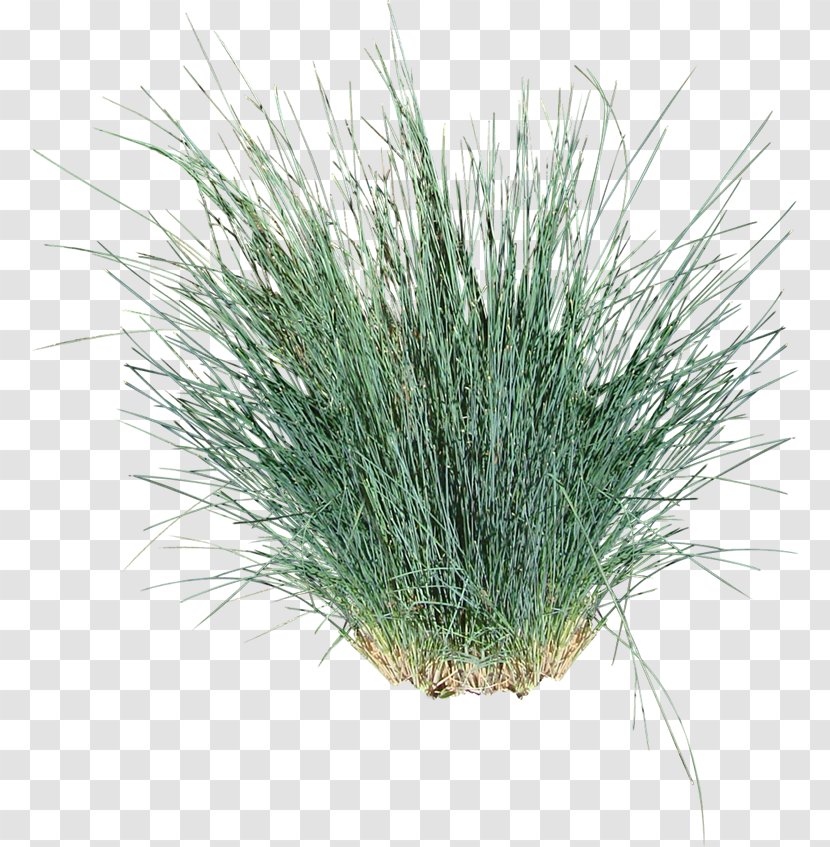 Tussock Ornamental Grass Poa Poiformis Vetiver Bluegrass - Perennial Plant Transparent PNG