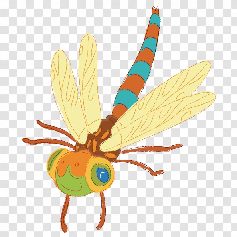 Dragonfly Insect - Fly - Cute Transparent PNG