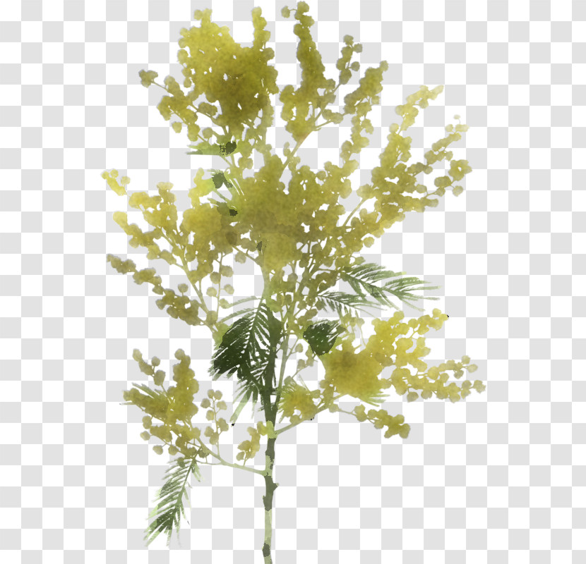 Plant Tree Leaf Flower Branch Transparent PNG