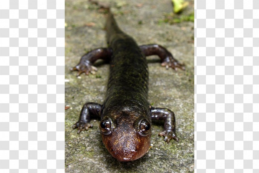 Chinese Giant Salamander Blackbelly Dwarf Black-bellied Transparent PNG