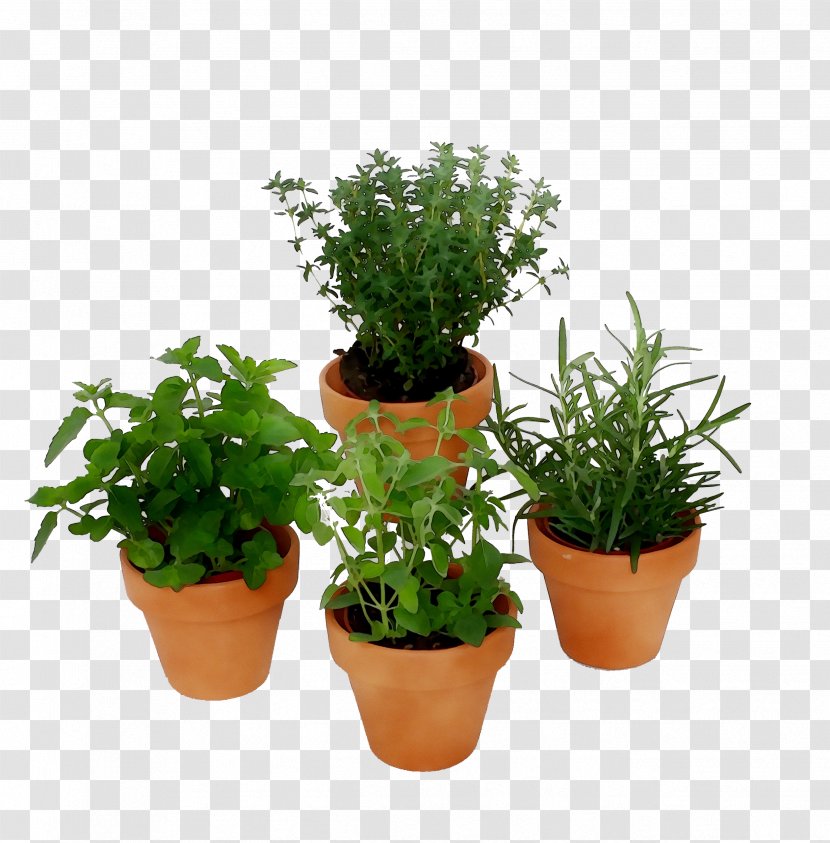 Flowerpot Herb Houseplant Shrub - Grass Transparent PNG